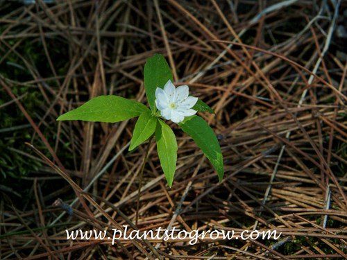 Star Flower (Trientalis borealis) 
The plants have formed a colony in a very sandy soil and in the litter of the Red Pine trees.